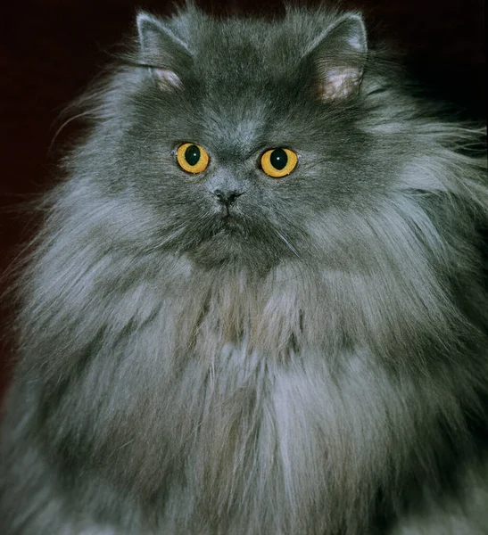 Μπλε Περσική Εγχώρια Γάτα Πορτρέτο Του Ενηλίκων — Φωτογραφία Αρχείου