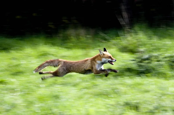 Red Fox Vulpes Vulpes Дорослих Біг Нормандія — стокове фото