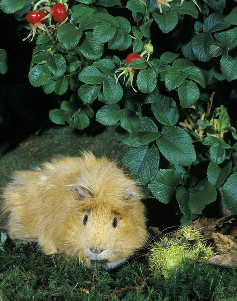 Guinea Pig, cavia porcellus 