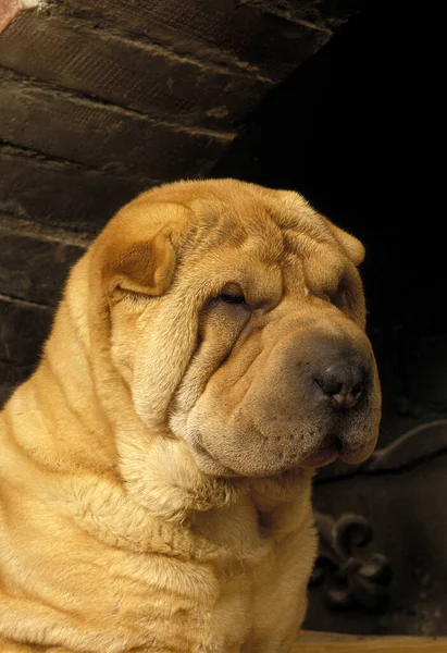 Shar Pei Dog Portret Młodej Kobiety — Zdjęcie stockowe