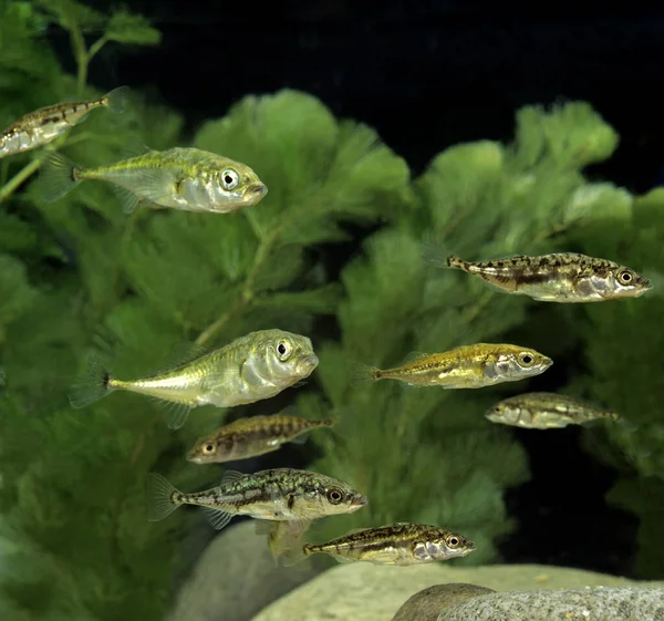 Stickleback Gasterosteus Aculeatus Fundo Natural — Fotografia de Stock