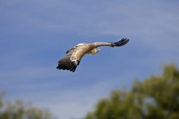 Griffon Vulture Gyps Fulvus Uçuyor — Stok fotoğraf