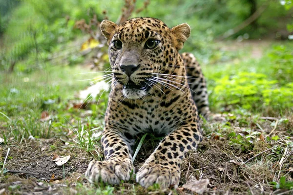 Шри Ланфахард Panthera Pardus Kotiya — стоковое фото