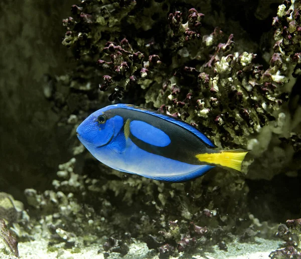 Mavi Tang Veya Regal Tang Veya Palet Cerrah Balığı Paracanthurus — Stok fotoğraf
