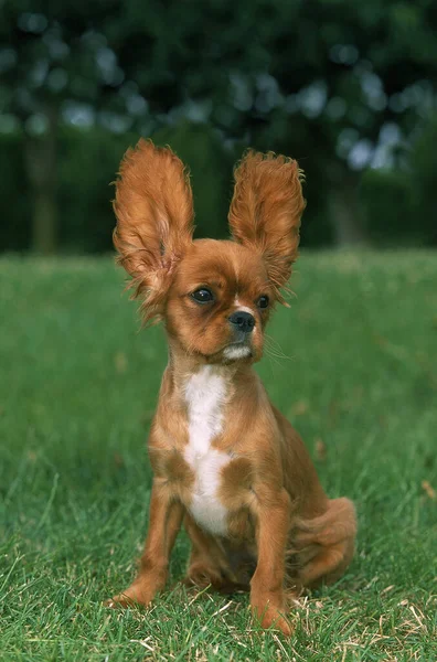 Cavalier King Charles Spaniel Dog Pup Uszami Górze — Zdjęcie stockowe