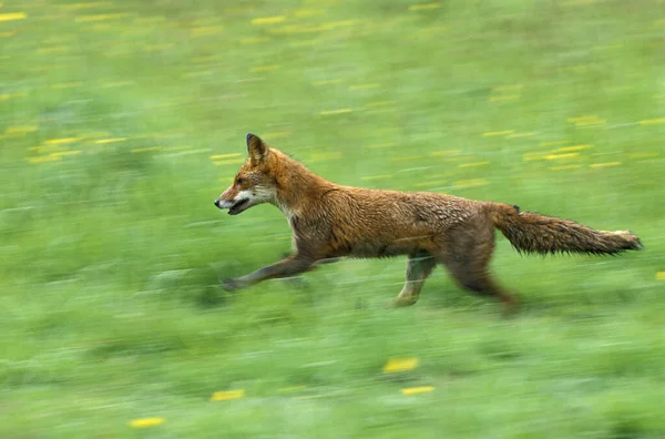 Red Fox Vulpes Vulpes Adult Running Countryside — Stock Photo, Image