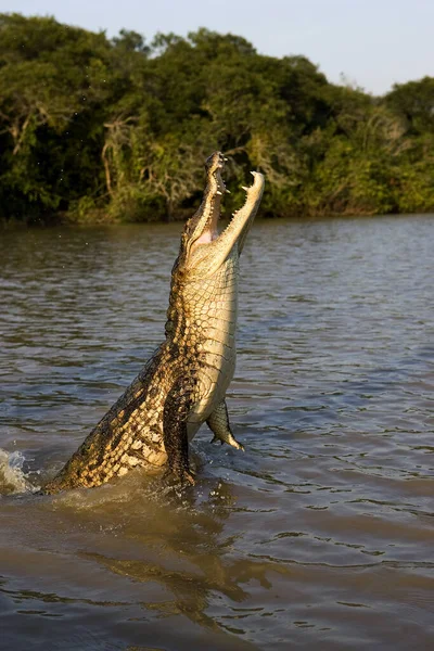 Látványos Kajmán Kajmán Krokodil Felnőtt Ugrás Los Lianos Venezuelában — Stock Fotó