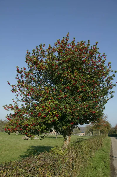 European Holly Ilex Aquifolium Red Berries Χειμώνας Στη Νορμανδία — Φωτογραφία Αρχείου