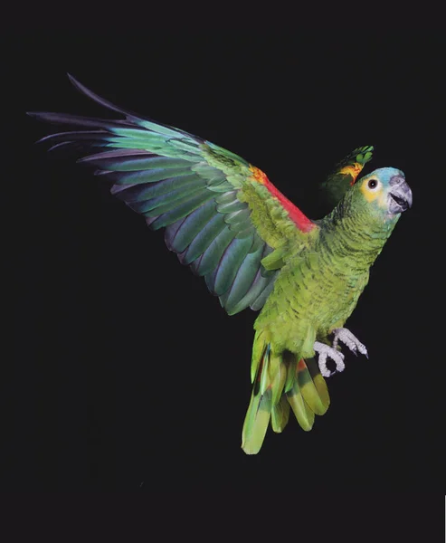 Blue Fronted Amazon Parrot Turquoise Fronted Amazon Parrot Amazona Aestiva — стокове фото