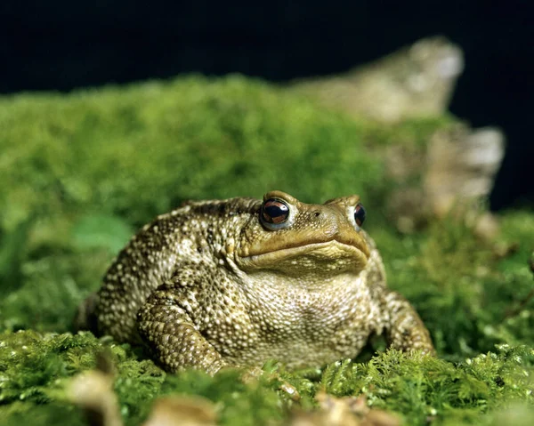 Toad Zwyczajny Bufo Bufo Dorosły — Zdjęcie stockowe