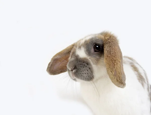 Lop Ušatý Domácí Králík Bílém Pozadí — Stock fotografie