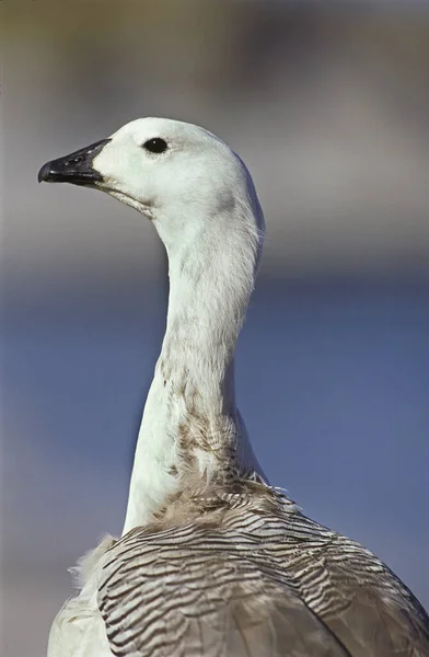 Magellan Goose Upland Goose Chloephaga Picta Πορτραίτο Του Αρσενικού Ανταρκτική — Φωτογραφία Αρχείου