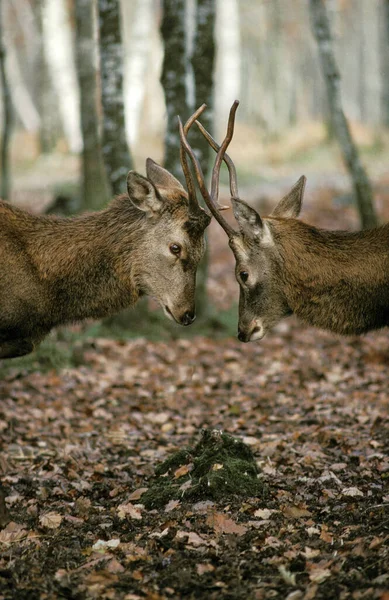 Red Deer Cervus Elaphus Молоді Чоловіки — стокове фото