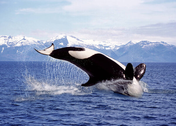 Killer Whale, orcinus orca, Adult Leaping, Канада
  