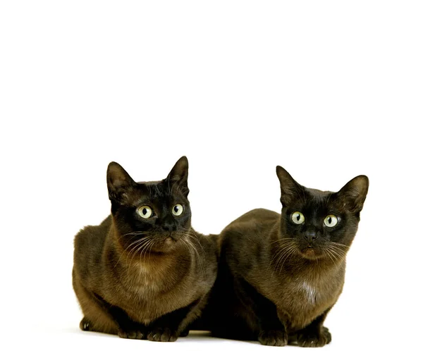 Zibeline Burmese Domestic Cat White Background — 스톡 사진