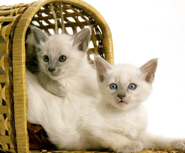 Gato Doméstico Balinés Gatitos Pie Cesta —  Fotos de Stock