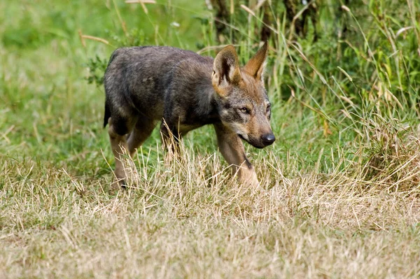 Iberischer Wolf Canis Lupus Signatus Welpe — Stockfoto