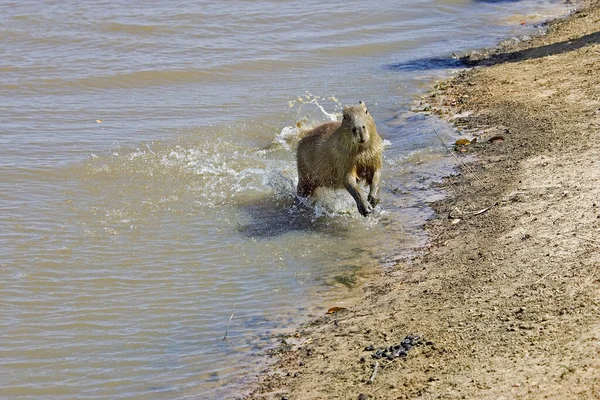 Capybara Hydrochoerus Hydrochaeris Emergiendo Del Río Los Lianos Venezuela — Foto de Stock