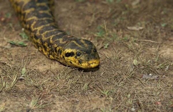 Green Anaconda Eunectes Murinus Pantanal Brazil — 스톡 사진