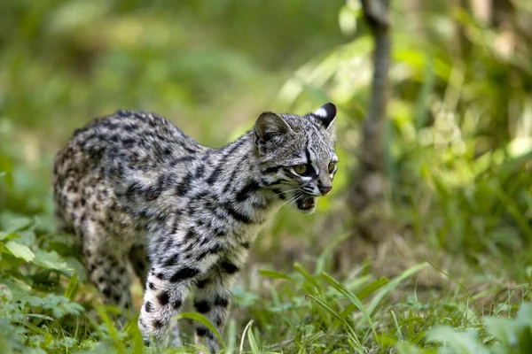 Tiger Cat Oncilla Leopardus Tigrinus Snarling — Fotografia de Stock