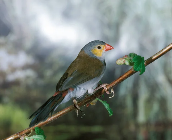 Orange Cheeked Waxbill Estrilda Melpoda Adult Standing Branch — 스톡 사진