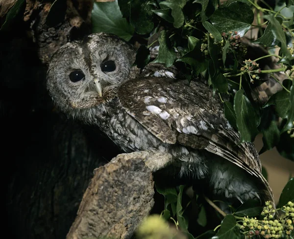 Avrasya Baykuşu Strix Aluco Normandiya — Stok fotoğraf