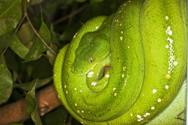 Árvore Verde Python Morelia Viridis Adulto Enrolada Filial — Fotografia de Stock
