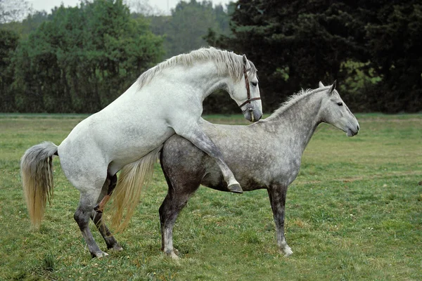 Lipizzan Atı Çiftler Çiftleşmesi — Stok fotoğraf