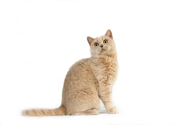 Cream British Shorthair Domestic Cat Female Sitting White Background — 스톡 사진