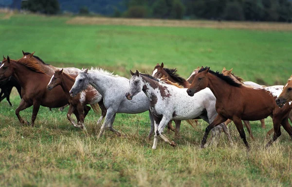 American Saddlebred Horse Herd Meadow — Stockfoto