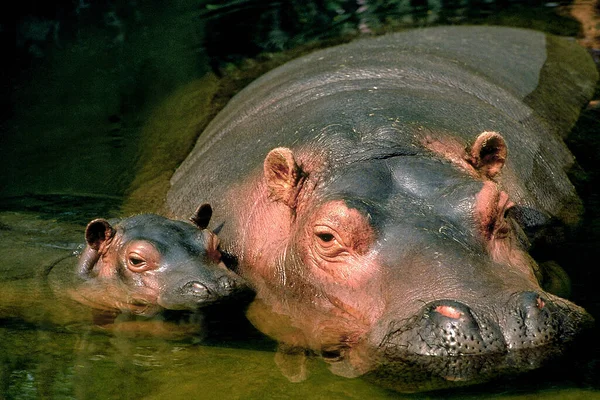 Hipopótamo Hipopótamo Anfíbio Mãe Com Bezerro Rio Masai Mara Park — Fotografia de Stock