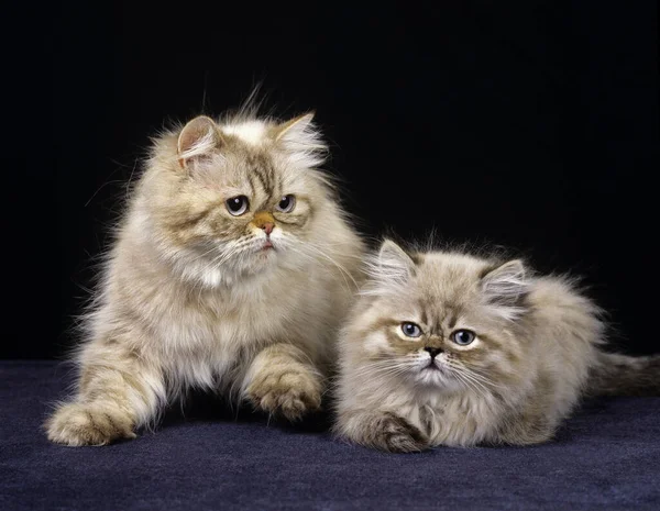 Punto Sello Color Gato Doméstico Persa Madre Gatito Contra Fondo —  Fotos de Stock