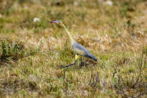 Whistling Heron Syrigma Sibilatrix Los Lianos Venezuela — Stockfoto