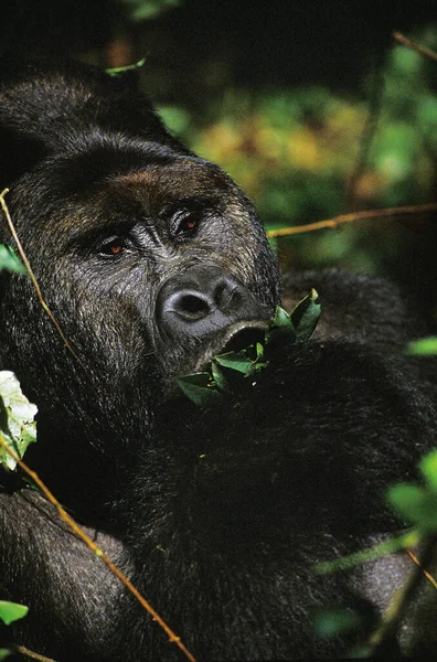 Gorilas Montaña Gorilas Gorilas Beringei Comer Hojas Masculinas Parque Virunga — Foto de Stock