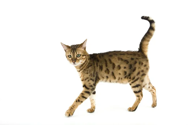 Brun Spotted Tabby Bengal Inhemsk Katt Mot Vit Bakgrund — Stockfoto