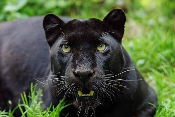 Black Panther Panthera Pardus Portrait Adult — стоковое фото