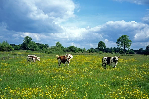 Vaca Normandía Bovino Doméstico Calvados —  Fotos de Stock