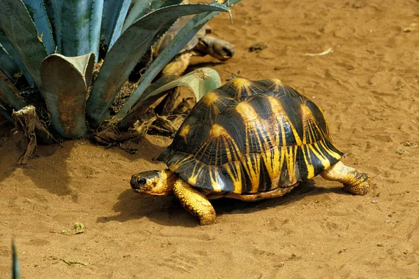 Madagaskar Strahlenschildkröte Geochelon Radiata — Stockfoto