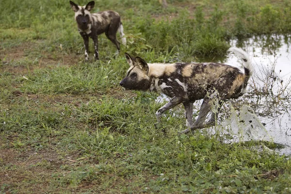 Afrikaanse Wilde Hond Lycaon Pictus Staande Het Watergat Namibië — Stockfoto