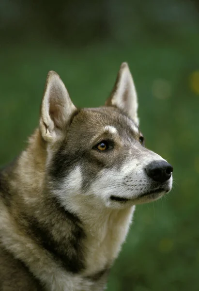 Perro Siberiano Laika Una Raza Rusia Retrato Adulto — Foto de Stock