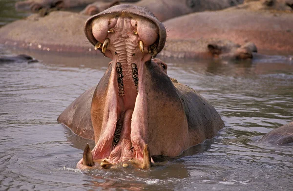 Hippopotamus Víziló Kétéltűek Felnőtt Ásítás Nyitott Szájjal Virunga Park Kongóban — Stock Fotó