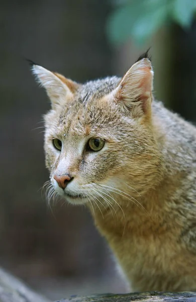 Jungle Cat Felis Chaus Portrait Adult — Stock Photo, Image