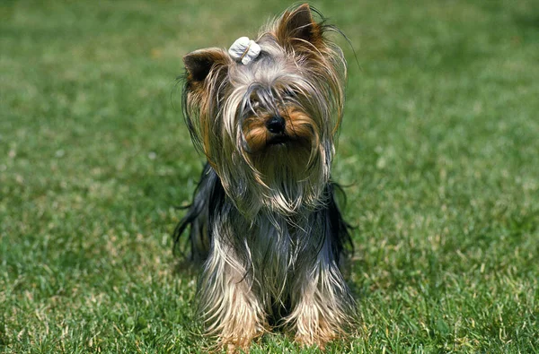 Yorkshire Terrier Περιποίηση Φυσικό Υπόβαθρο — Φωτογραφία Αρχείου