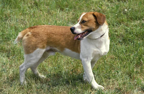 Smalandsstovare Nebo Smalands Hound Dog Breed Švédska — Stock fotografie