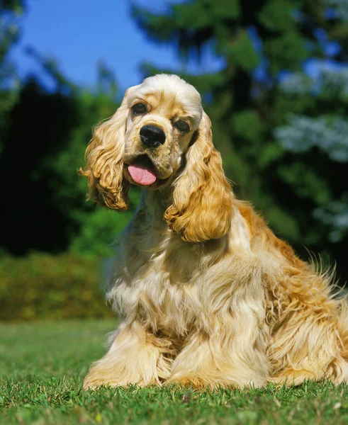 Amerikan Cocker Spaniel Otların Üzerinde Oturan Köpek — Stok fotoğraf