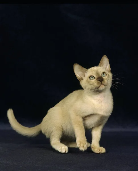 Choklad Burmesiska Inhemska Katt Kattunge Mot Svart Bakgrund — Stockfoto