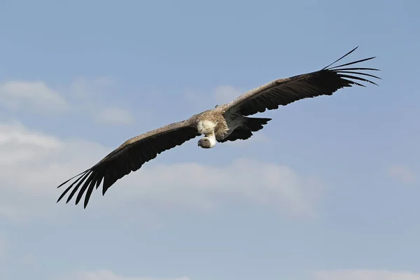 Afrikanischer Weißrückengeier Gyps Africanus Erwachsen Flug Gegen Den Blauen Himmel — Stockfoto