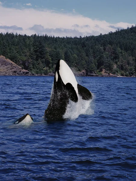 Baleia Assassina Orcinus Orca Mãe Bezerro Saltando Canadá — Fotografia de Stock
