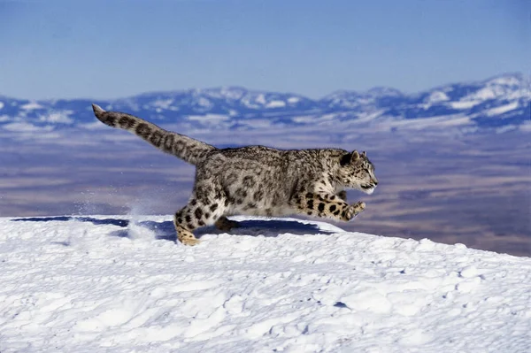 Snow Leopard Ounce Uncia Uncia Adult Running Snow Mountain — Stock Photo, Image