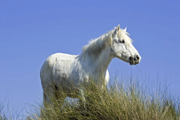 Camargue Horse Saintes Maries Mer South East France — стокове фото